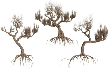 Three gnarled trees with exposed roots in a dark, swampy environment