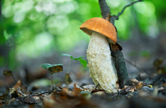 Leccinum albostipitatum