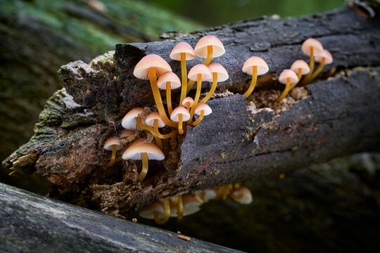 Mycena renati