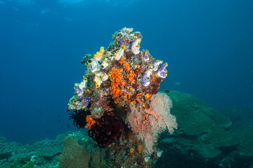Indonesia, Raja Ampat, Golden Sea Squirt (Polycarpa aurata)