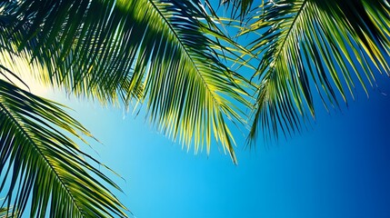 3. Silhouetted coconut palm branches casting shadows on a transparent backdrop, ideal for seasonal design projects