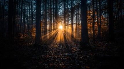 Fototapeta premium early morning in the forest, the sun has just risen, a ray of sunlight shines directly from the front