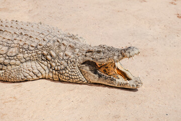 Fototapeta premium Crocodile in Croco Park in Agadir, Morocco. Wild animal. Dangerous reptile. Wildlife in Africa. Crocodylus niloticus. Tourist attractions