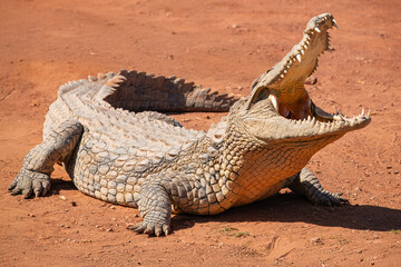 Obraz premium Crocodile in Croco Park in Agadir, Morocco. Wild animal. Dangerous reptile. Wildlife in Africa. Crocodylus niloticus. Tourist attractions
