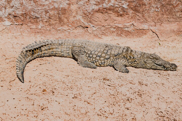 Crocodile in Croco Park in Agadir, Morocco. Wild animal. Dangerous reptile. Wildlife in Africa. Crocodylus niloticus. Tourist attractions