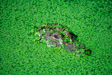 Chinese alligator in different poses