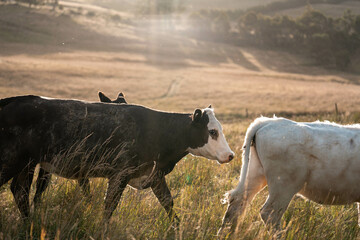 black wagyu beef cow on a farm. beautiful cattle in Australia  eating grass, grazing on pasture. Herd of cows free range beef being regenerative raised on an agricultural farm. Sustainable farming