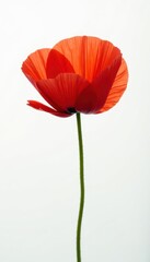 Fototapeta premium Single bold red poppy blossom, pristine white backdrop, isolated, bright, single