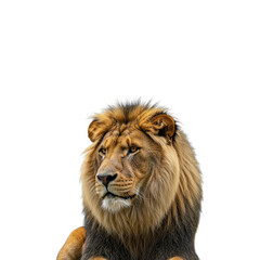 Fototapeta premium lion isolated on transparent background. lion png