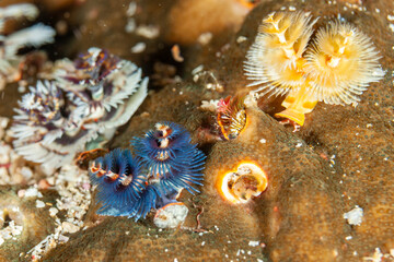 Indonesia, Raja Ampat, Christmas Tree Worm (Spirobranchus giganteus)