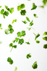Fresh coriander leaves floating in the air against a white background, creating an effect of lightness and freshness