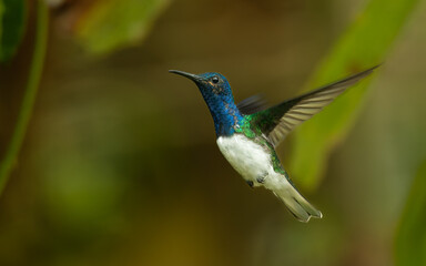 Weißnackenkolibri (Florisuga mellivora) oder Jakobinerkolibri