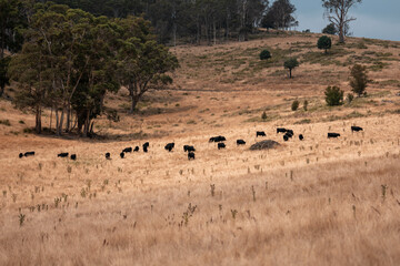 Obraz premium black wagyu beef cow on a farm. beautiful cattle in Australia eating grass, grazing on pasture. Herd of cows free range beef being regenerative raised on an agricultural farm. Sustainable farming