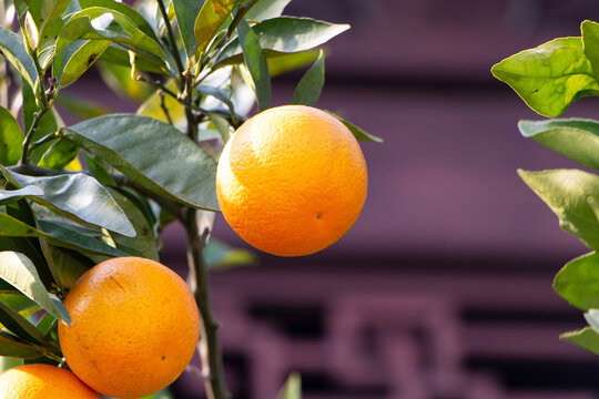 Orange garden with ripe oranges on tree branches. Beautiful orange trees in an orchard. Fruit trees laden with green ripe fruits. Juicy citrus fruits ripening in sun. Bunch of ripe oranges hanging. - Powered by Adobe