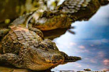 Chinese alligator in different poses