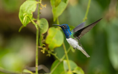 Weißnackenkolibri (Florisuga mellivora) oder Jakobinerkolibri