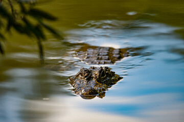Chinese alligator in different poses