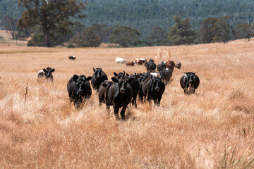 black wagyu beef cow on a farm. beautiful cattle in Australia  eating grass, grazing on pasture. Herd of cows free range beef being regenerative raised on an agricultural farm. Sustainable farming