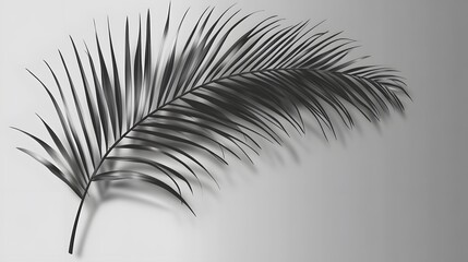 Fototapeta premium 44. Beautiful palm frond shadow effect isolated on a transparent background for summer design themes