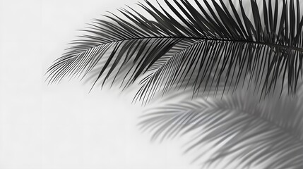 Obraz premium 48. Palm tree frond shadow with realistic effects isolated on a transparent background, great for summer projects