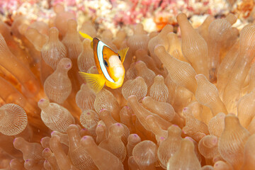 Indonesia, Raja Ampat, Yellowtail Clownfish, Clark's Anemonfish (Amphiprion clarkii)