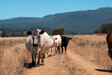 black wagyu beef cow on a farm. beautiful cattle in Australia  eating grass, grazing on pasture. Herd of cows free range beef being regenerative raised on an agricultural farm. Sustainable farming