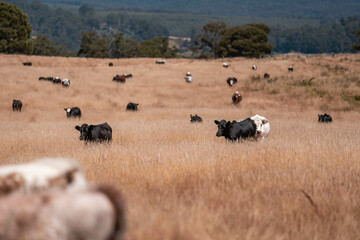 black wagyu beef cow on a farm. beautiful cattle in Australia  eating grass, grazing on pasture. Herd of cows free range beef being regenerative raised on an agricultural farm. Sustainable farming