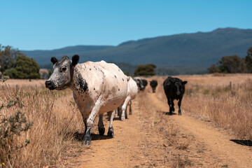 black wagyu beef cow on a farm. beautiful cattle in Australia  eating grass, grazing on pasture. Herd of cows free range beef being regenerative raised on an agricultural farm. Sustainable farming