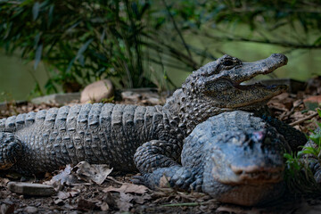 Chinese alligator in different poses