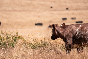 black wagyu beef cow on a farm. beautiful cattle in Australia  eating grass, grazing on pasture. Herd of cows free range beef being regenerative raised on an agricultural farm. Sustainable farming