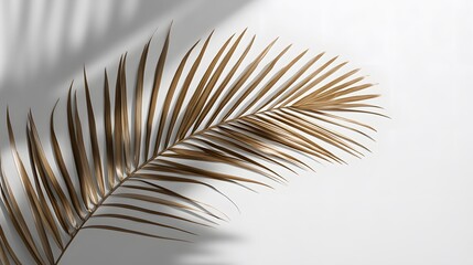 Fototapeta premium 61. Realistic coconut leaf shadow overlay on a transparent background, perfect for summer beach projects