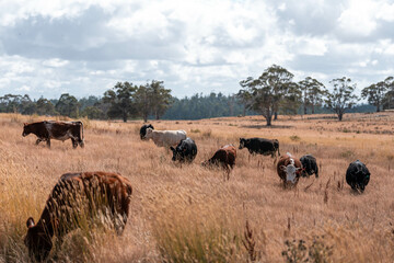 black wagyu beef cow on a farm. beautiful cattle in Australia  eating grass, grazing on pasture. Herd of cows free range beef being regenerative raised on an agricultural farm. Sustainable farming