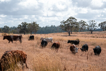 black wagyu beef cow on a farm. beautiful cattle in Australia  eating grass, grazing on pasture. Herd of cows free range beef being regenerative raised on an agricultural farm. Sustainable farming
