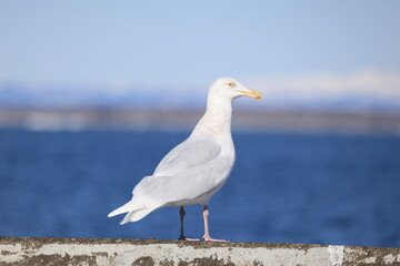The glaucous gull (Larus hyperboreus hyperboreus) is a large gull, the second-largest gull in the world. This photo was taken in Japan.