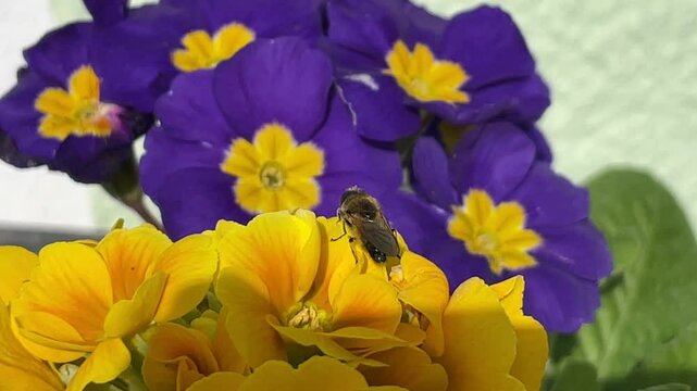 Eine Biene auf Primelen.