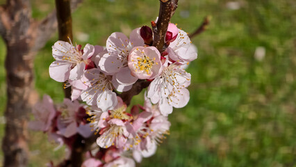 Apricot blossoms on a branch, close-up. Delicate pink and white petals, yellow stamens. Blurred green background. Spring bloom, natural light.