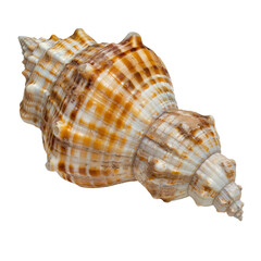 Detailed close-up of a beautifully patterned seashell showcasing intricate textures and natural colors on a white background