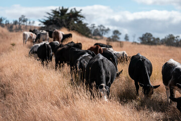 black wagyu beef cow on a farm. beautiful cattle in Australia  eating grass, grazing on pasture. Herd of cows free range beef being regenerative raised on an agricultural farm. Sustainable farming