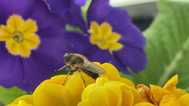 Eine Biene auf Primelen.