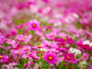 コスモス畑