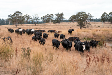 black wagyu beef cow on a farm. beautiful cattle in Australia  eating grass, grazing on pasture. Herd of cows free range beef being regenerative raised on an agricultural farm. Sustainable farming