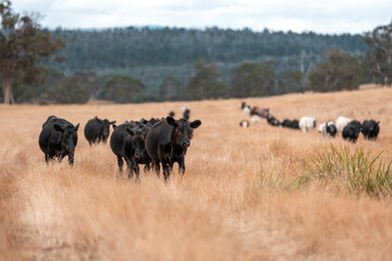 black wagyu beef cow on a farm. beautiful cattle in Australia  eating grass, grazing on pasture. Herd of cows free range beef being regenerative raised on an agricultural farm. Sustainable farming