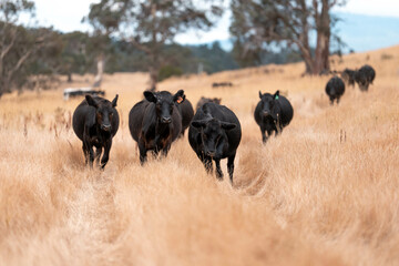 black wagyu beef cow on a farm. beautiful cattle in Australia  eating grass, grazing on pasture. Herd of cows free range beef being regenerative raised on an agricultural farm. Sustainable farming