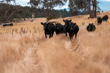 black wagyu beef cow on a farm. beautiful cattle in Australia  eating grass, grazing on pasture. Herd of cows free range beef being regenerative raised on an agricultural farm. Sustainable farming