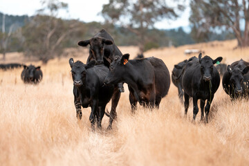 black wagyu beef cow on a farm. beautiful cattle in Australia  eating grass, grazing on pasture. Herd of cows free range beef being regenerative raised on an agricultural farm. Sustainable farming