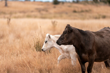 black wagyu beef cow on a farm. beautiful cattle in Australia  eating grass, grazing on pasture. Herd of cows free range beef being regenerative raised on an agricultural farm. Sustainable farming