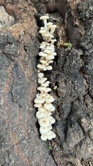 hongos blancos árboles