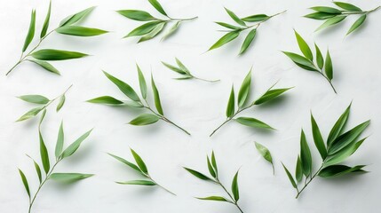 Fresh green leaves collection on white nature display background suitable to your brand