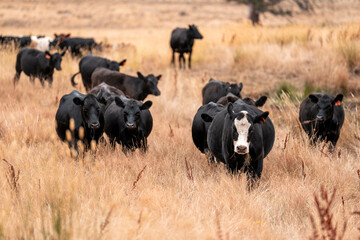 black wagyu beef cow on a farm. beautiful cattle in Australia  eating grass, grazing on pasture. Herd of cows free range beef being regenerative raised on an agricultural farm. Sustainable farming