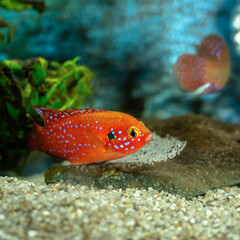A close-up of a male and female Jewel Cichlid (Hemichromis lifalili) tending to their freshly laid eggs.